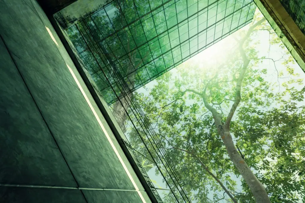 A view of a tree through a glass wall.